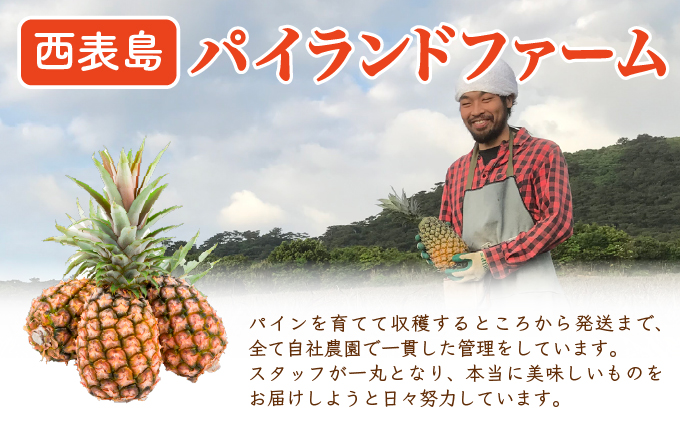 【訳あり】大きさ不揃い　お得！箱にいっぱいピーチパイン9㎏セット