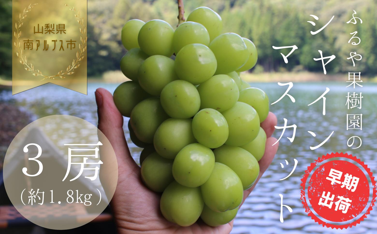 
            【令和7年発送・先行予約】ハウス栽培　南アルプス市産シャインマスカット(3房・約1.8kg)真心で育てる大地の宝石！【早期出荷】 ALPDX004
          