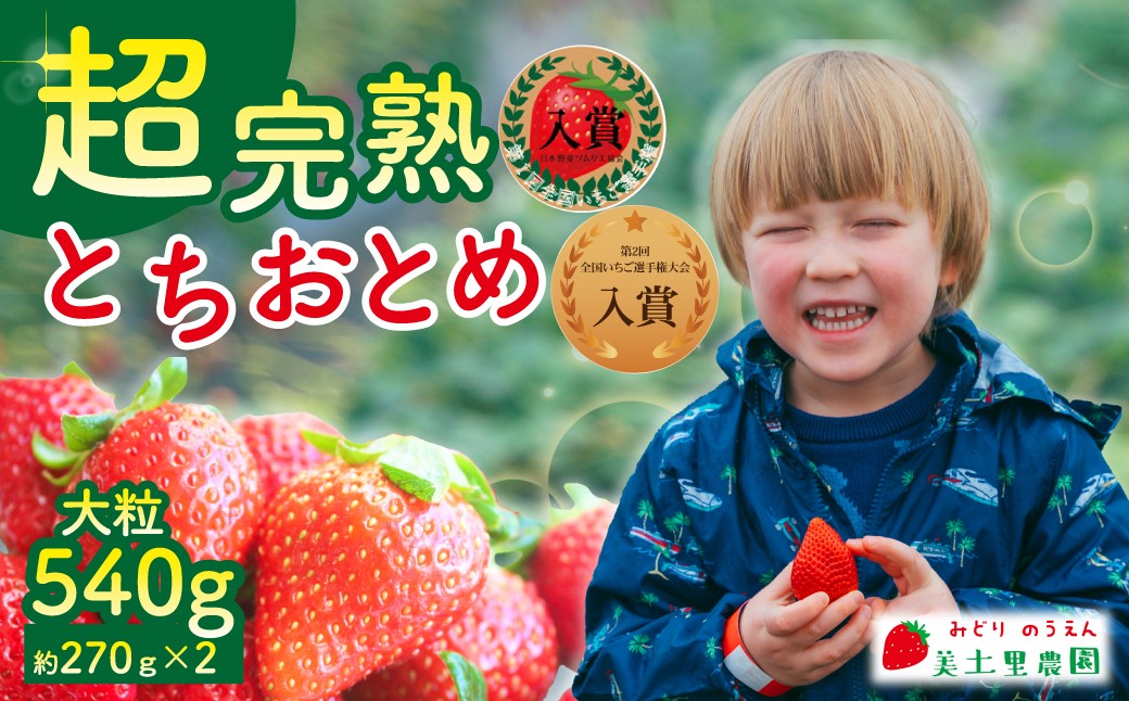 
            【先行受付：選べる発送月】いちご 「茂木完熟いちご」　美土里農園の朝採れ とちおとめ 大粒 約270g × 2パック 合計 約540g | いちご イチゴ 苺 とちおとめ 完熟 大粒 果物 フルーツ甘い あまい くだもの 旬 産地直送 栃木県産 美土里農園 栃木県 茂木町
          