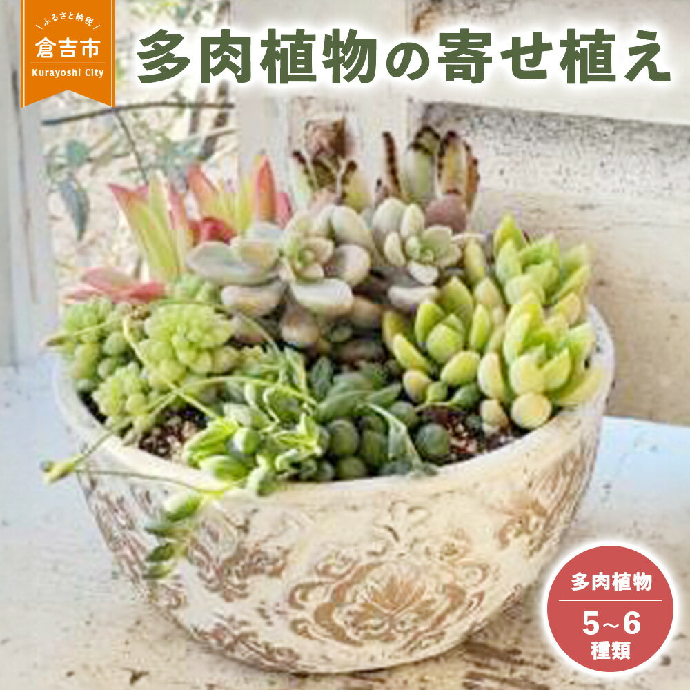 【ふるさと納税】多肉植物 の 寄せ植え L 【Le Ciel】 お楽しみ おまかせ お任せ 5種類?6種類 花 観葉植物 誕生日 記念日 贈り物 プレゼント 母の日 父の日 敬老の日 セット 鉢