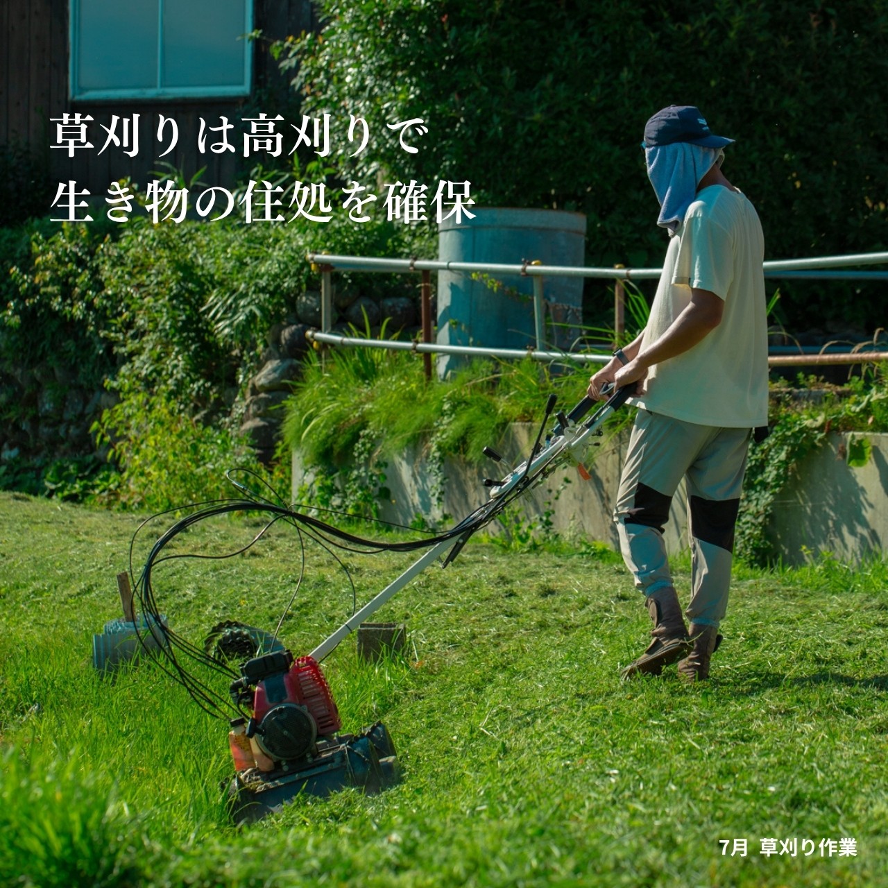 栽培期間中、化学肥料や農薬を一切使わず、稲本来の生命力を引き出して育てられたお米