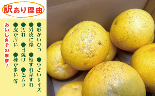 【訳あり・数量限定】熟成の土佐文旦5kg 家庭用 訳あり 訳アリ わけあり 大人気 人気 リピーター 予約 先行 旬 文旦 ぶんたん ブンタン フルーツ 果物 柑橘 四万十市 四万十 しまんと 高知 