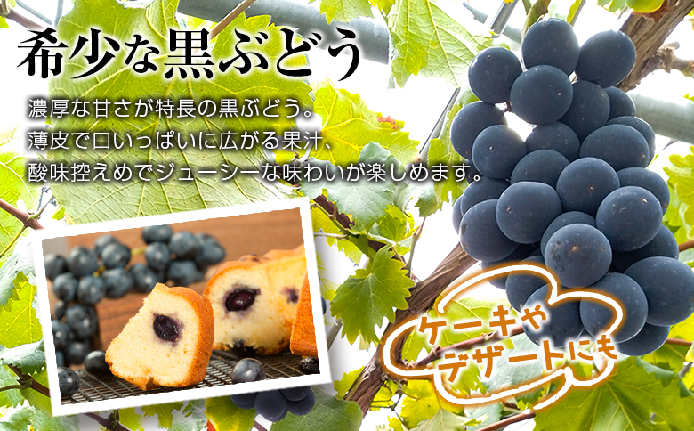 先行予約 旬の朝採り種なし葡萄［ブラックオリンピア（一番星）］合計800g以上（3房）ご自宅・ご家庭用 2025年出荷【B646】