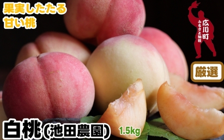 厳選 白桃 1.5kg / 桃 もも 甘い 高級 和歌山 ※7月上旬～8月中旬に順次発送 ※北海道・沖縄・離島への配送不可 【ikd501-p-1d5】