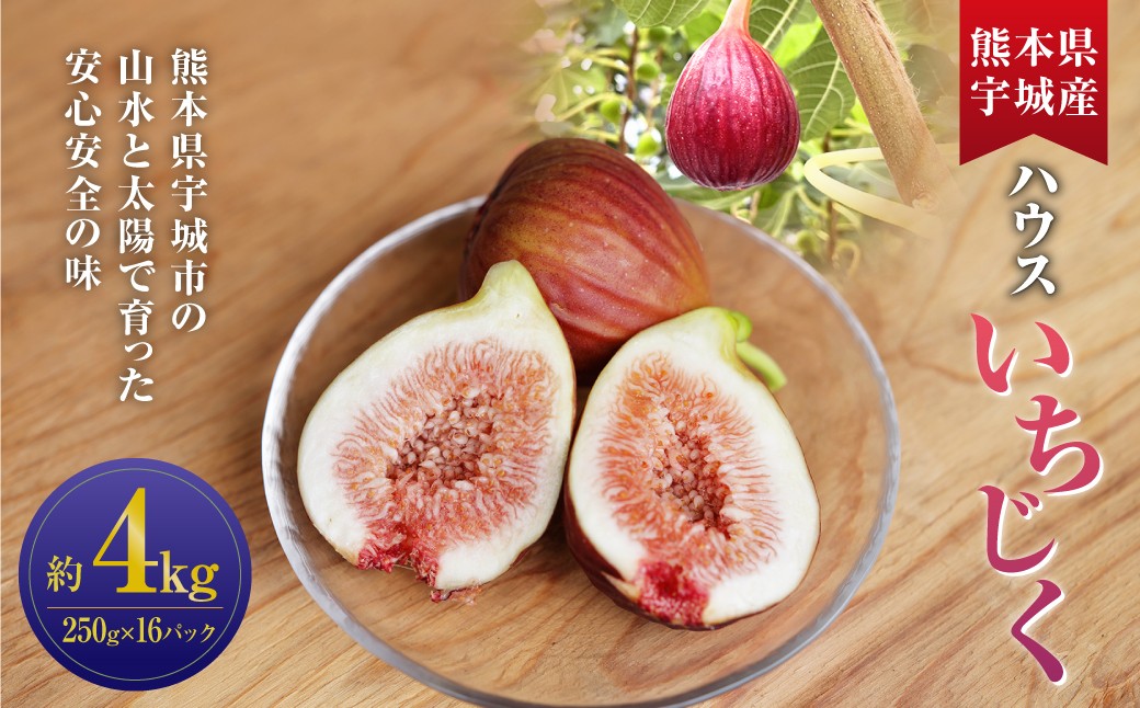 
            ハウスイチジク 約4kg （約250g×16パック）【2026年6月上旬発送開始】 果物 フルーツ いちじく イチジク 旬 旬の果物 旬のフルーツ 熊本県 合同会社宝ファーム
          