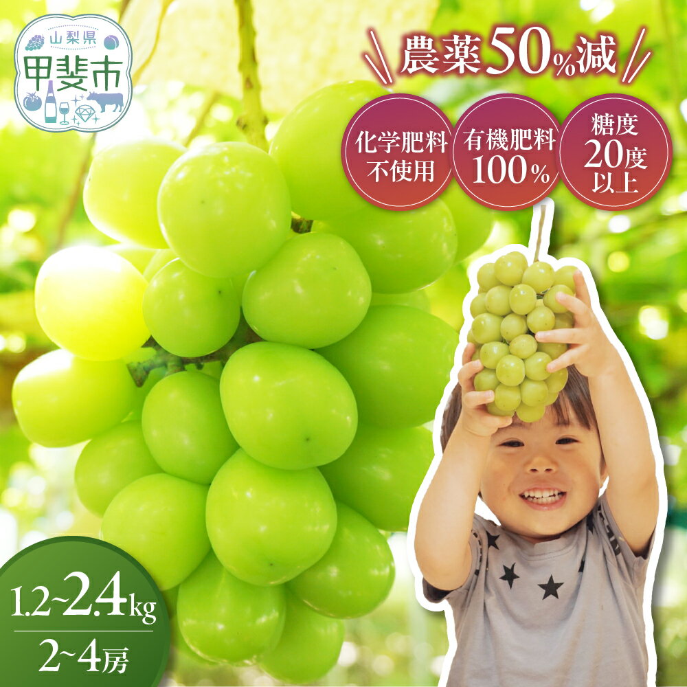 【ふるさと納税】【2026年／令和8年発送】樹上完熟シャインマスカット（特別栽培）選べる容量2～4房（1.2kg～2.4kg）　減農薬 国産 産地直送 人気 おすすめ 贈答 ギフト お取り寄せ フルーツ 果物 くだもの ぶどう ブドウ 葡萄 新鮮 甘い 皮ごと 山梨県甲斐市 CF-P-12