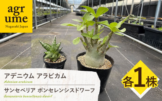サンセベリア ボンセレンシスドワーフ ＆ アデニウム アラビカム 各1株 sansevieria boncellensis dwarf & Adenium arabicum 長与町/アグリューム [EAI244]