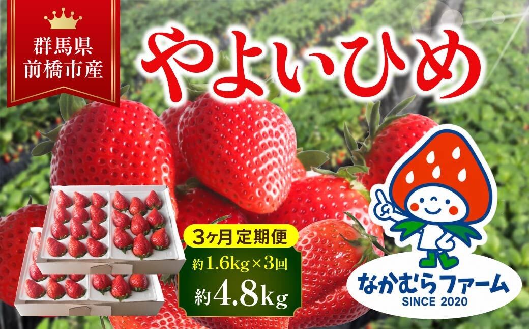 
                  2027年産 いちご【定期便／３ヵ月連続お届け】『やよいひめ』 約1,600g×3回（総量4.8Kg) 2月発送開始 【2025年群馬県いちご品評会入賞！】
                