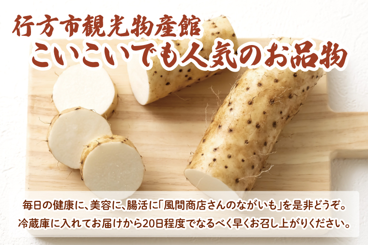 【2025年12月より順次発送】風間商店さんのながいも 約5kg(10～12本)｜ながいも いも 芋 長芋 野菜 やさい 人気 美容 健康 腸活 味噌汁 天ぷら 茨城県 行方市 行方市産(HO-2)