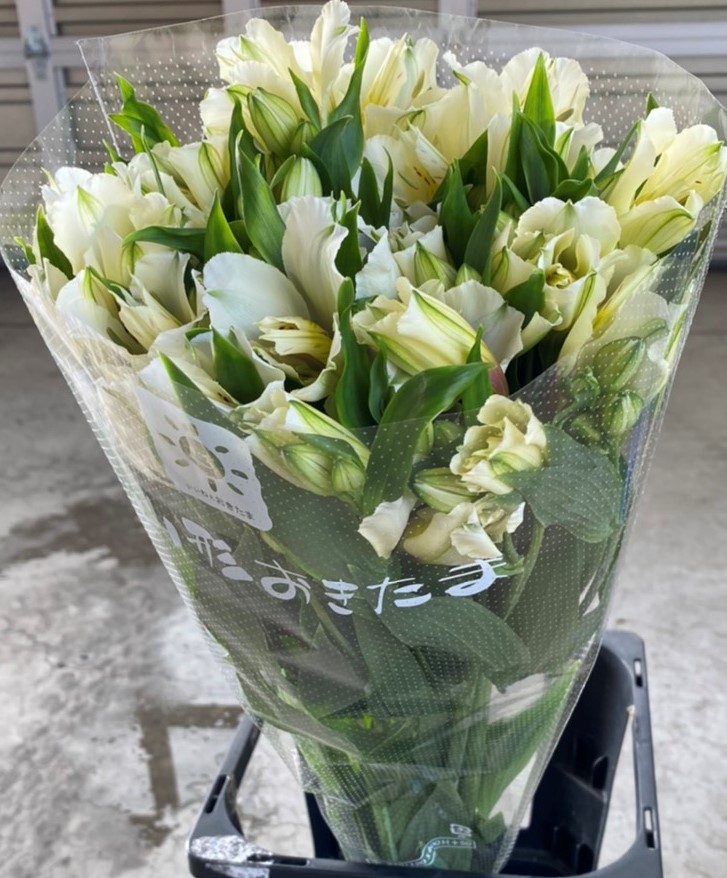 アルストロメリア 1束 ( 10本入り ) ホワイト系 切り花