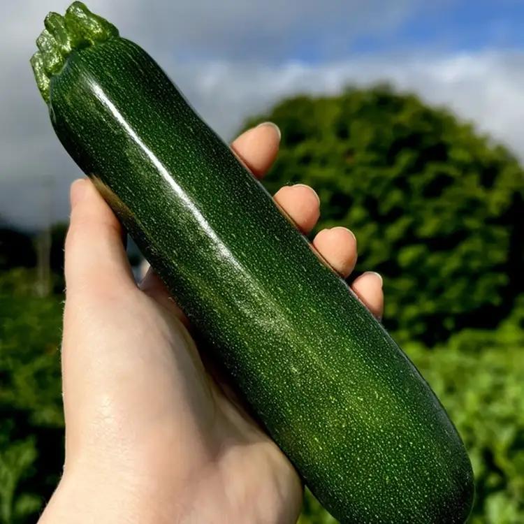 木島平産ズッキーニ 約2kg（太地農園） | 野菜 夏野菜 やさい ベジタブル vegetable  ズッキーニ ウリ科 カボチャ属 ラタトゥイユ 冷製 煮込み料理 焼き野菜 ゆで野菜 BBQ 2kg