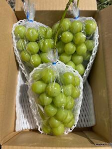 ぶどう 信州産シャインマスカット約2kg（3～4房）2025年発送 葡萄 ブドウ フルーツ 果物 シャイン マスカット デザート おやつ 信州 長野