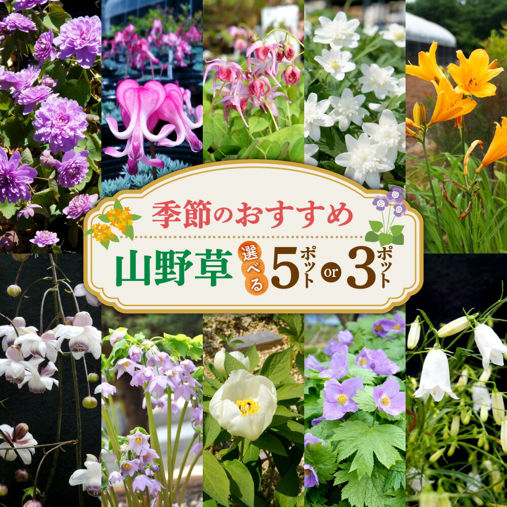 【ふるさと納税】 季節のおすすめ 山野草 セット 【 選べる セット 】 5ポット 3ポット 野草 花 苗 植物 草花 園芸 栽培 花壇 庭植え ガーデニング イングリッシュガーデン 庭 自然 北海道 札幌市