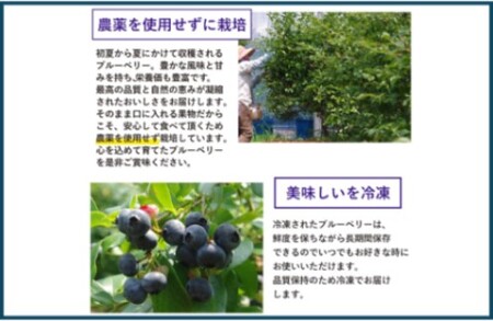 【７月以降順次発送】 冷凍ブルーベリー 1kg ブルーベリー ぶるーべりー フルーツ 果物 果実 産地直送 AS-2246
