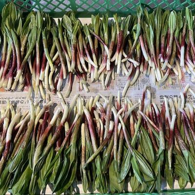 ふるさと納税 釧路市 釧路産・天然 鮮度そのまま行者にんにく 100g×2 |  | 01