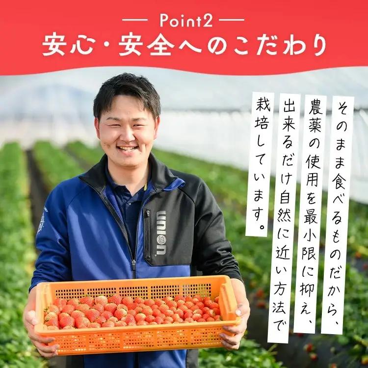 いちご（とちあいか） 290g×2パック 580g以上 ｜ ※2026年11月～発送
