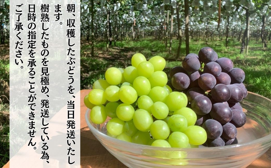 種無し巨峰とシャインマスカットMIX　約3kg（4～6房）| 巨峰 シャインマスカット 種なし ぶどう 食べ比べ 詰め合わせ