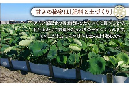 【先行予約】やみつきになる甘さ！ 松尾青果のこだわり白石れんこん 約1kg（500g×2袋）【松尾青果】 /新鮮なれんこんを産地直送！ れんこん 蓮根 レンコン 佐賀県産 白石町産れんこん 泥付きれん