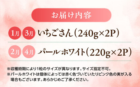 【全4回定期便】いちごさん・パールホワイト / いちご いちご いちご いちご いちご いちご いちご / 佐賀県 / かわさきいちご [41ASBJ005]