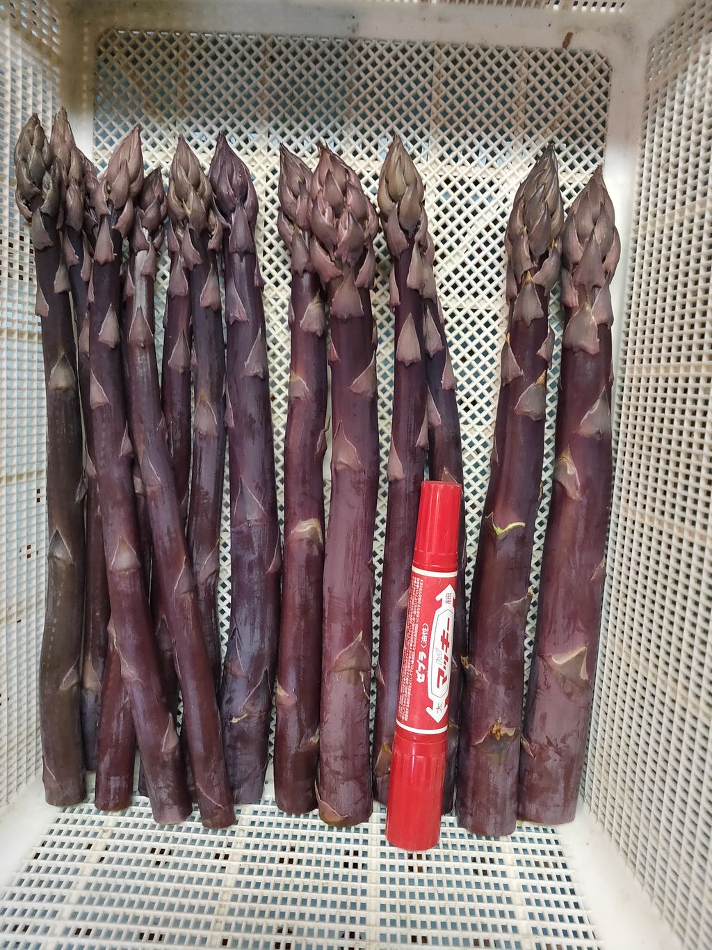 【ふるさと納税】北海道由仁町産 オーガニック紫アスパラ 1kg（令和8年4月～順次発送予定）