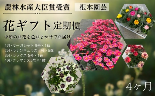 【2027年 先行予約】花ギフト定期便 4ヶ月(1〜4月) マーガレット ラナンキュラス ラックス クレマチス | 花 お花 フラワーギフト 定期便 花ギフト フラワーギフト 鉢花 鉢植え ギフト プレゼント 贈答 農林水産大臣賞受賞 根本園芸 花ギフト aj014-aa