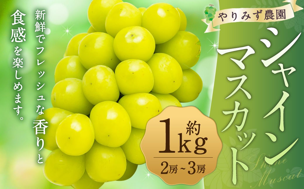 
                  【2027年先行予約】 やりみず農園 農家厳選！ シャインマスカット 2房から3房（約1kg） 【2027年8月下旬～9月上旬発送予定】 シャインマスカット ぶどう ブドウ 葡萄 くだもの 果物 フルーツ 果実 福岡県 うきは市
                