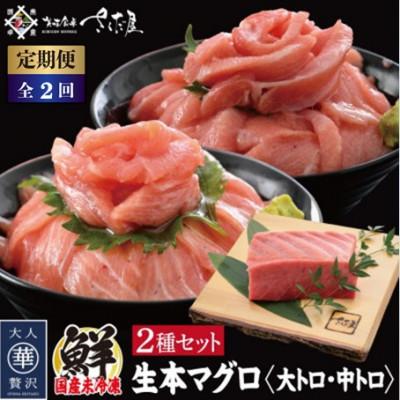 ふるさと納税 越前町 【2ヵ月毎定期便】国産生本マグロ 大トロと中トロ 2種セット 合計300g全2回