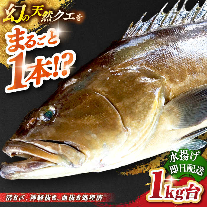 【ふるさと納税】天然クエ（1キロ台・丸もの） 《壱岐市》【壱岐島　玄海屋】[JBS049] クエ 魚 刺身 しゃぶしゃぶ 80000 80000円 8万円 のし プレゼント ギフト