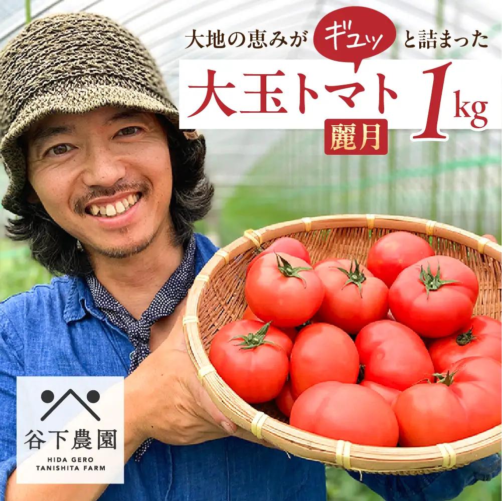 【2026年7月上旬頃から順次発送】 大玉トマト 約 1kg（6～8玉）（サイズ混合）≪谷下農園 有機JAS認証農園の完熟トマト使用≫【61-16】