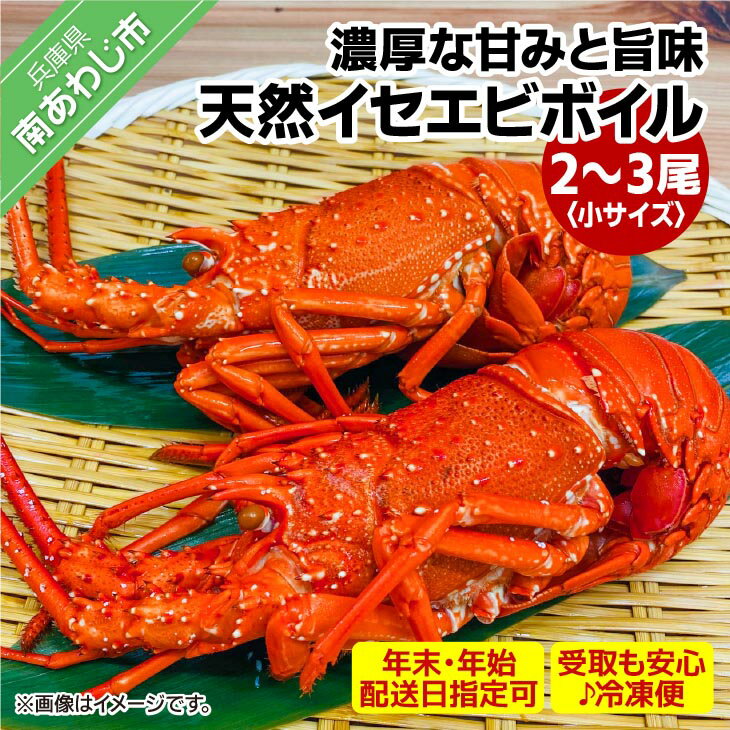 【ふるさと納税】【花光】【年末年始配送日指定可】海老の王様！天然イセエビボイル（小2尾～3尾）【受取も安心♪冷凍便】