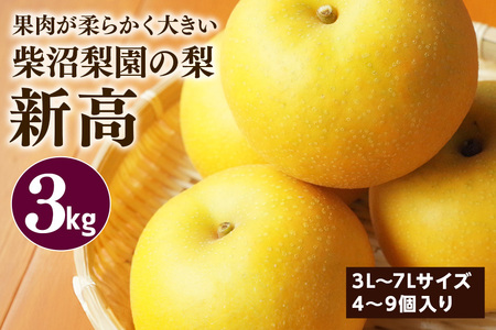 柴沼梨園の梨（新高） 梨 3kg 大玉 4～9個入り ナシ なし 国産 茨城 新高梨 秋 旬 フルーツ 果物 先行予約【9月下旬～10月上旬発送】秋の味覚 旬の果物 くだもの 大きい サイズ 品種 新高 産地 茨城県産 家庭用 梨園直送 茨城県 笠間市 BX-023