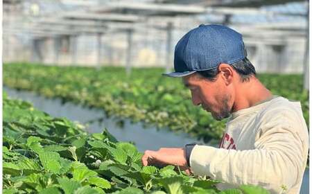 産地直送！完熟 紅ほっぺ300g×2パック　【 いちご 果物 フルーツ 苺 イチゴ くだもの 完熟 静岡県産 期間限定】