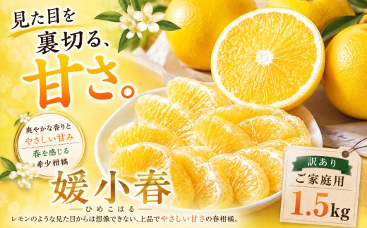 ＜甘さの驚き 愛媛県産媛小春 合計約1.5kg＞『2027年1月下旬～3月中旬迄に順次出荷予定』訳あり ひめこはる あまい 希少品種 ミカン 蜜柑 ご家庭用 果汁 果物 くだもの フルーツ オレンジ 柑橘 特産品 極尽道 愛媛県 西予市 【常温】