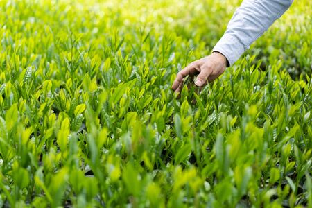 【創業1839年】煎茶　はるみどり＆ほくめいスタンドパック40g2種セット_BM03