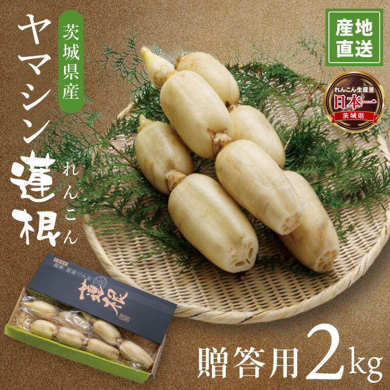 【ふるさと納税】ヤマシン蓮根　贈答用2kg|レンコン 贈答 プレゼント 食物繊維 新鮮 シャキシャキ 茨城県 阿見町 （98-01）