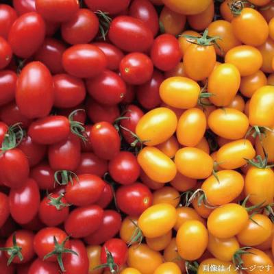 ふるさと納税 糸島市 【全12回定期便 】【福岡県糸島産】朝採れサラダ用野菜セット[AGE011] |  | 02