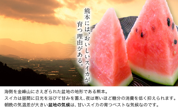 【先行予約】『きよたファーム』のすいか 1玉約8〜10kg 《2026年5月下旬-6月下旬頃出荷》 熊本県玉名郡玉東町『きよたファーム』すいか フルーツ 果物 熊本県産