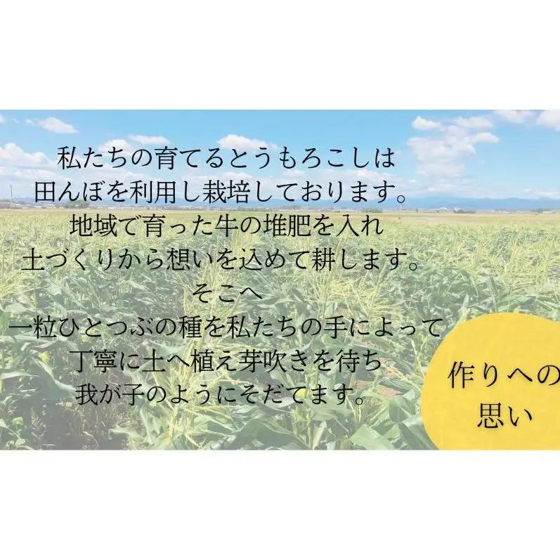とうもろこし 先行予約 数量限定 甘々娘 コーン とうもろこし