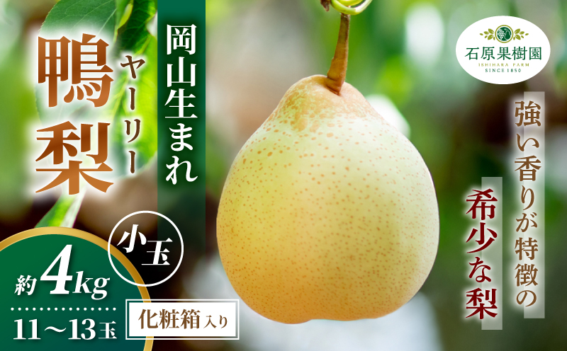 梨 ヤーリー梨 鴨梨 先行予約 小玉11～13玉 4kg 化粧贈答箱 赤秀 岡山県産 | ヤーリー梨 鴨梨 梨 特選品 上級品 贈り物 御歳暮 果物 くだもの フルーツ 石原果樹園 【ishk018-01】