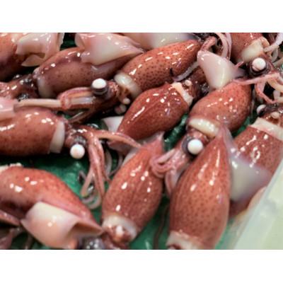ふるさと納税 滑川市 カネツル砂子商店　ほたるいか　ボイル&刺身・素干しセット |  | 01