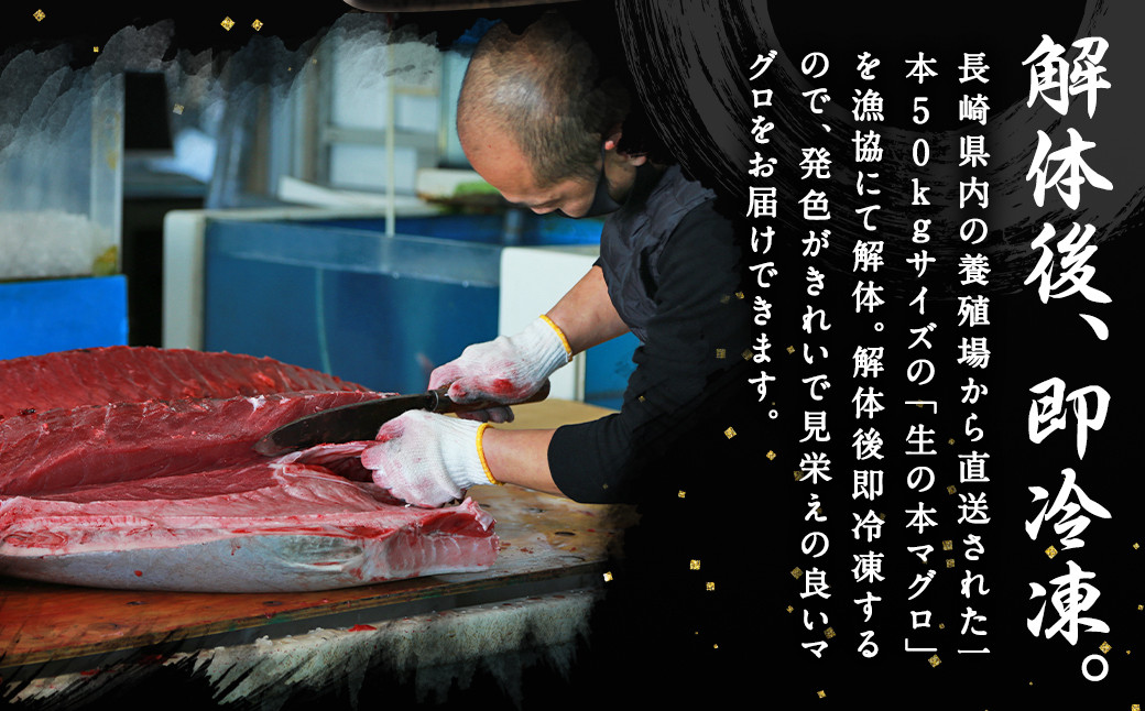 【12ヶ月定期便】長崎県産 本マグロ赤身 500g 