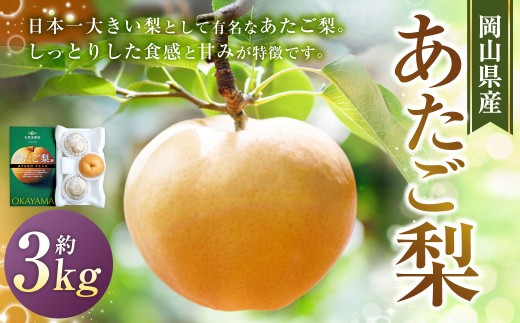 あたご梨 3～6玉 合計約3kg 化粧箱 梨 ナシ なし 愛宕梨 あたごなし ジャンボ梨 【2026年11月下旬～12月下旬発送予定】