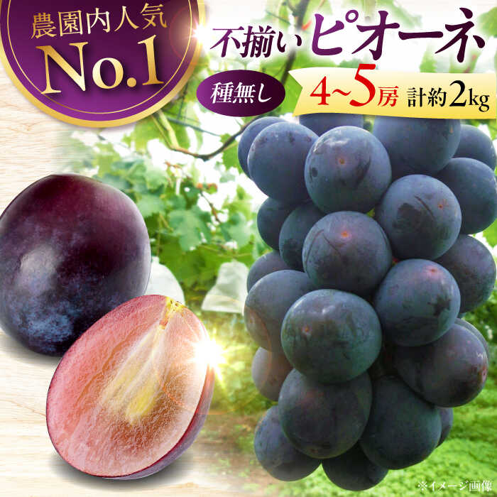 【ふるさと納税】【先行予約】【8月下旬から9月中旬に順次発送】【訳あり】 ピオーネ 2kg（4〜5房） | ぶどう 葡萄 ブドウ フルーツ 果物 くだもの 種なし ご褒美 甘い デザート ランキング おいしい 三次市/芝床農園[APCK002]