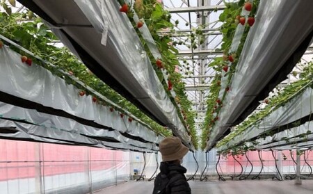 いちご いただきいちご園 食べ比べ 厳選 2品種 粒ぞろい (15玉入り×2パック) 化粧箱入 果物 デザート イチゴ 苺