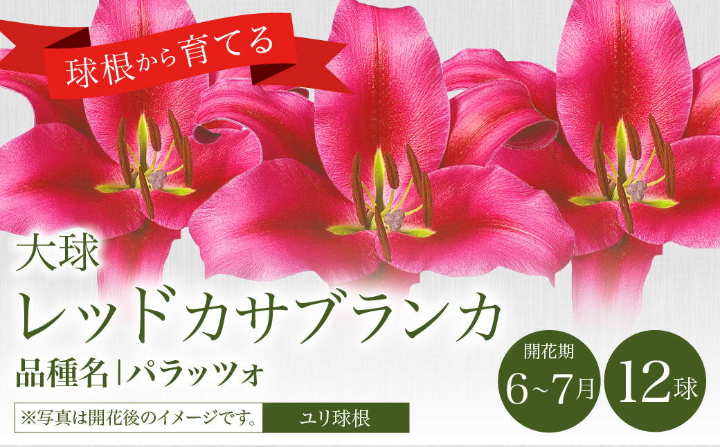 
            【2024年10月上旬発送開始】ユリ球根 大球レッドカサブランカ 12球 パラッツォ 赤花品種 花 フラワー 園芸 ガーデニング 植物 高品質 送料無料
          