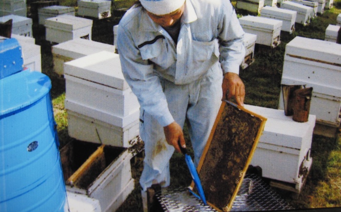 コハマのハチミツ 500g 3本セット 蜂蜜 はちみつ ハチミツ 国産 ギフト 沖縄市 / 農業生産法人株式会社小浜養蜂場 [BCAQ005]
