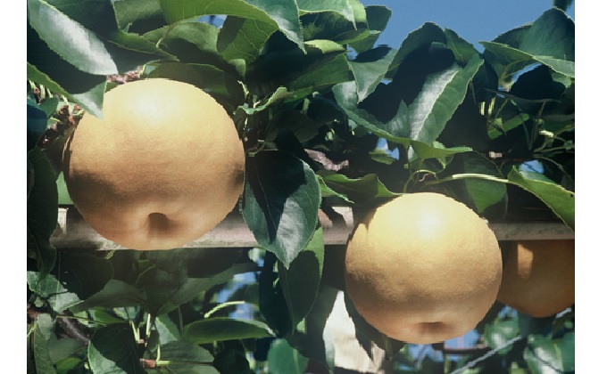 梨 早期受付 新高 梨 （にいたかなし）3～8玉 合計約2kgなし ナシ  岡山県産 国産 フルーツ 果物 ギフト桃茂実苑