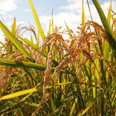 ふるさと納税 加須市 【先行受付】令和8年産　水野農園のコシヒカリ　精米20kg(5kg×4袋) |  | 01