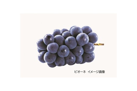 山陰浜田のピオーネゼリー 【032_2098】