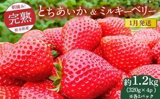 
            【先行予約】【1月発送】朝摘み！完熟とちあいか＆ミルキーベリーの紅白セット 1280g（320g×4p(各2パック) ）　※離島への配送不可　※2026年1月上旬～1月下旬頃に順次発送予定
          